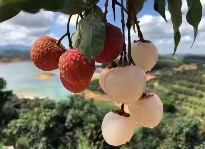 1751004533146411.png 1751004533146411.png